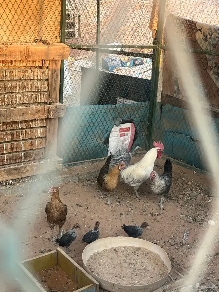 3 دحاج بلدي يحظن ومعه 3 فروخ و 1 ديك بلدي 2