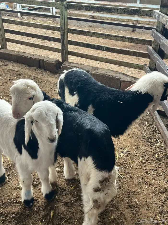 دواغير نجد طيبه 1