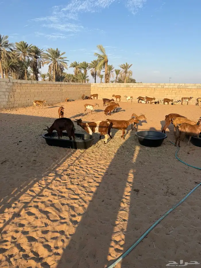 ماعز جنوبيه 2