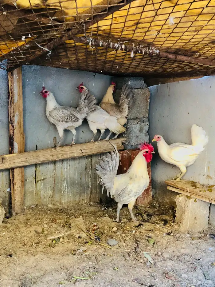 اعرض لكم دجاج فيومي الامنيم 0