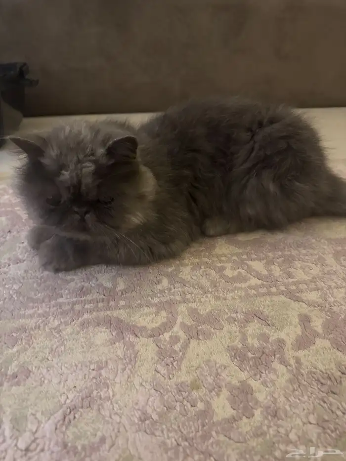 قط سكوتش فولد فارسي 2