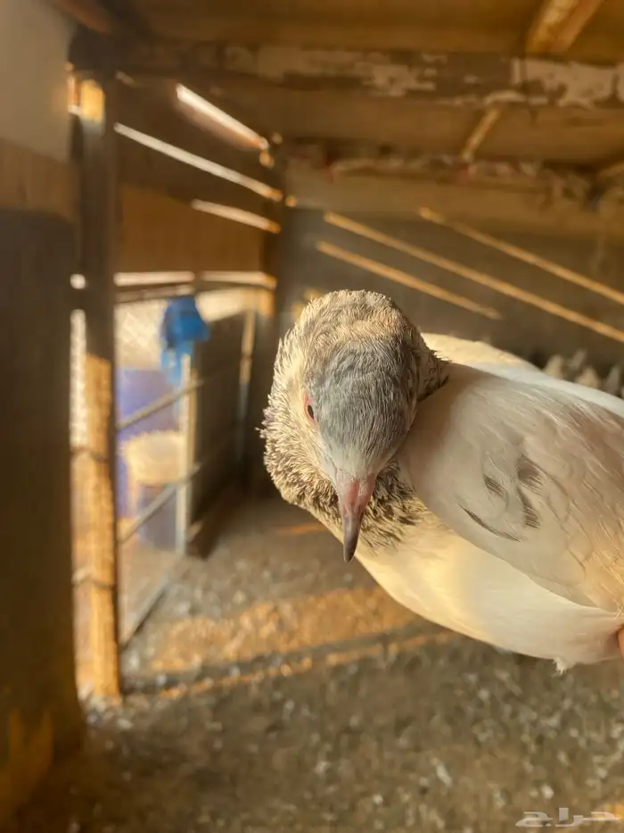 حمام باكستاني فرنسي 6