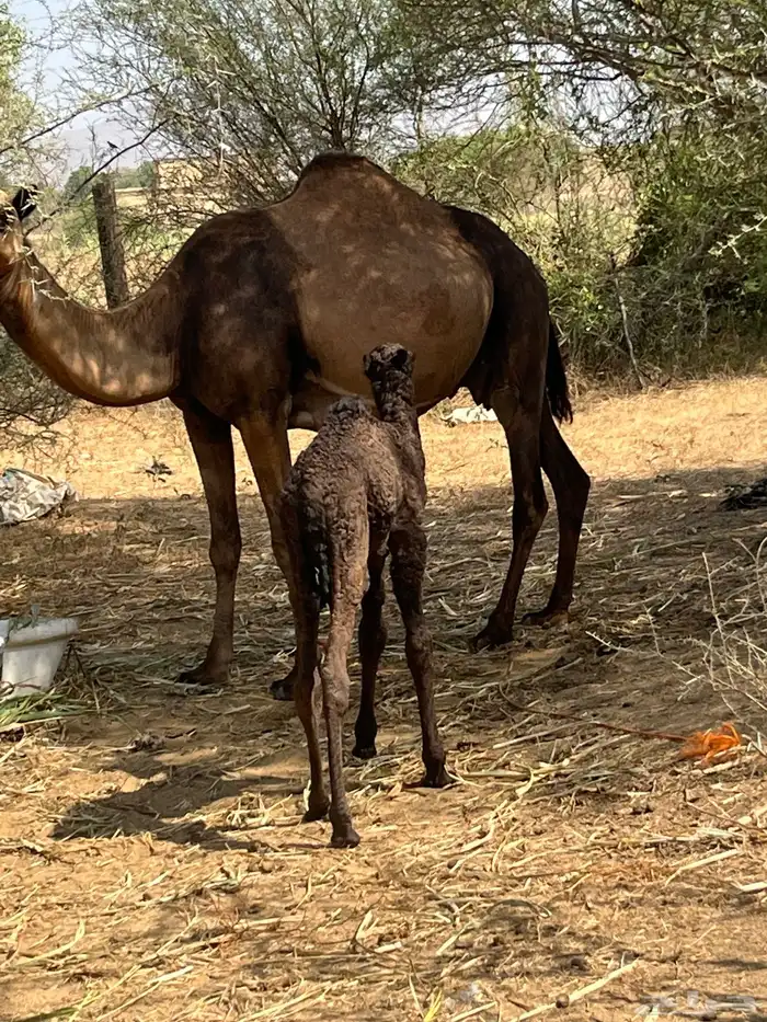 ناقه ساحليه خلفه للبيع 0