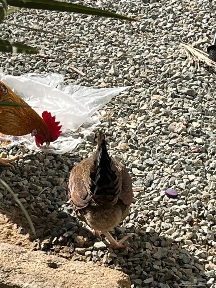 ديك بلدي نضيف يضرب مشاءالله تبارك الله اصيل 7