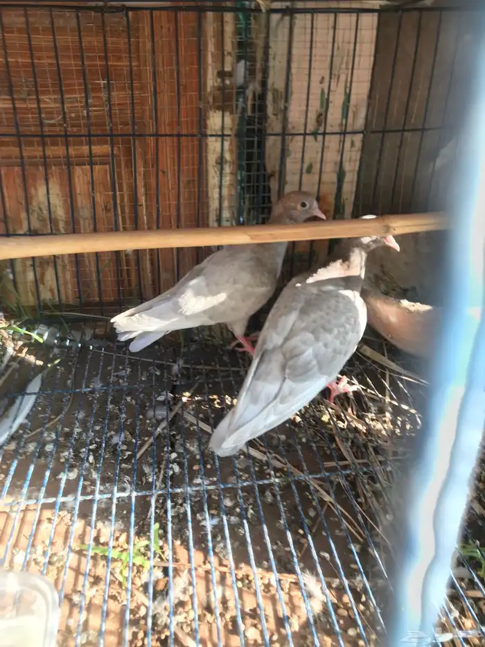 صنعاني اصيل شيبه وصوت ناعم وحجم صغير 17