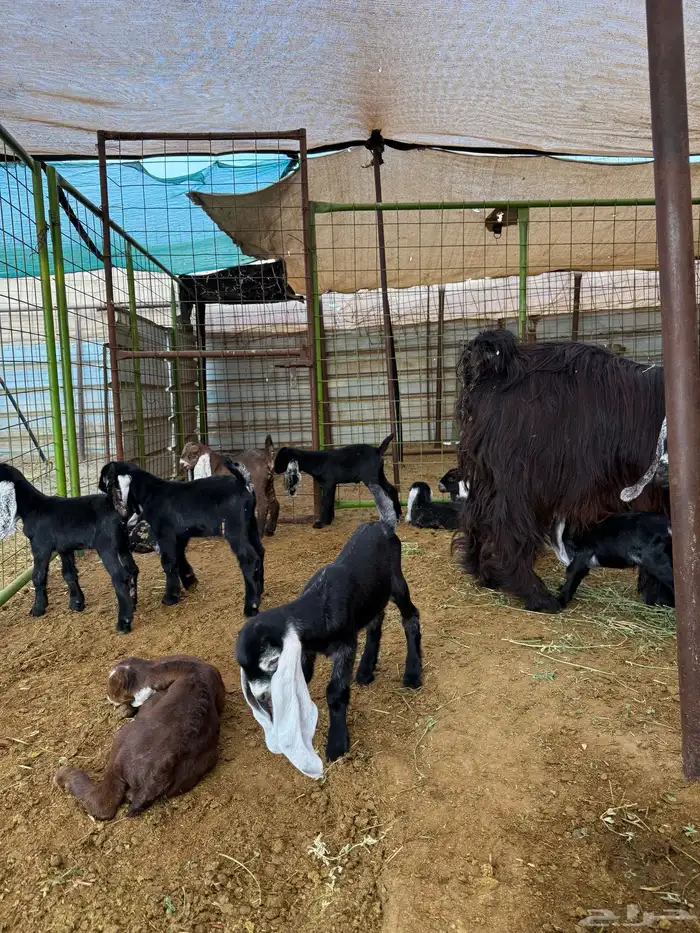 ماعز عوارض مواليد 2