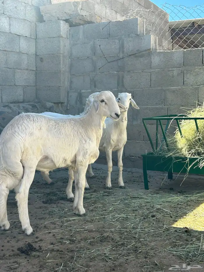 4 خرفان هرافى مشروطه 0