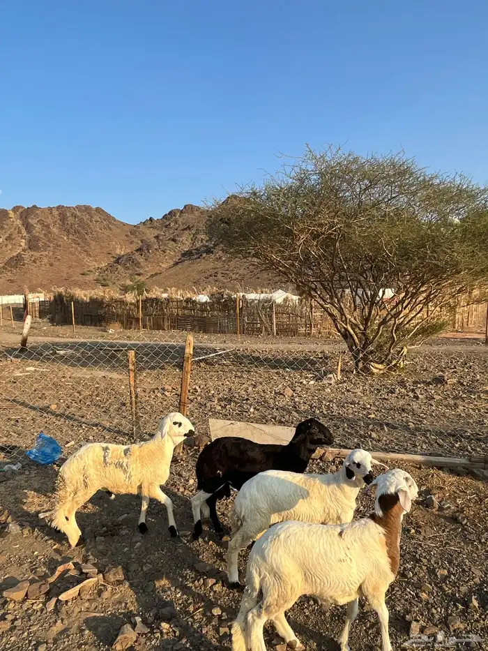 سواكني مرابي 2