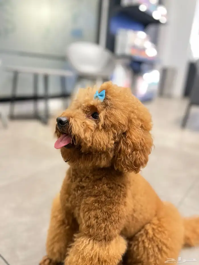 للبيع كلب بودل 2