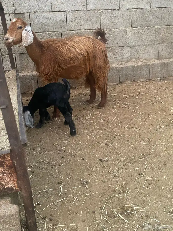 عنزين للبيع 3