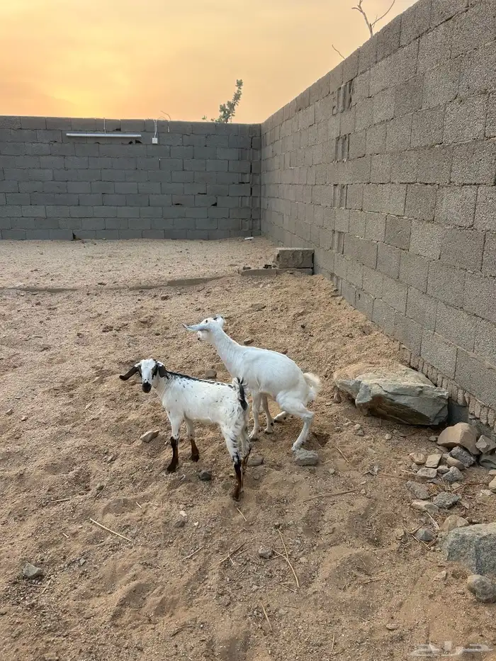 جفار حليب . 5