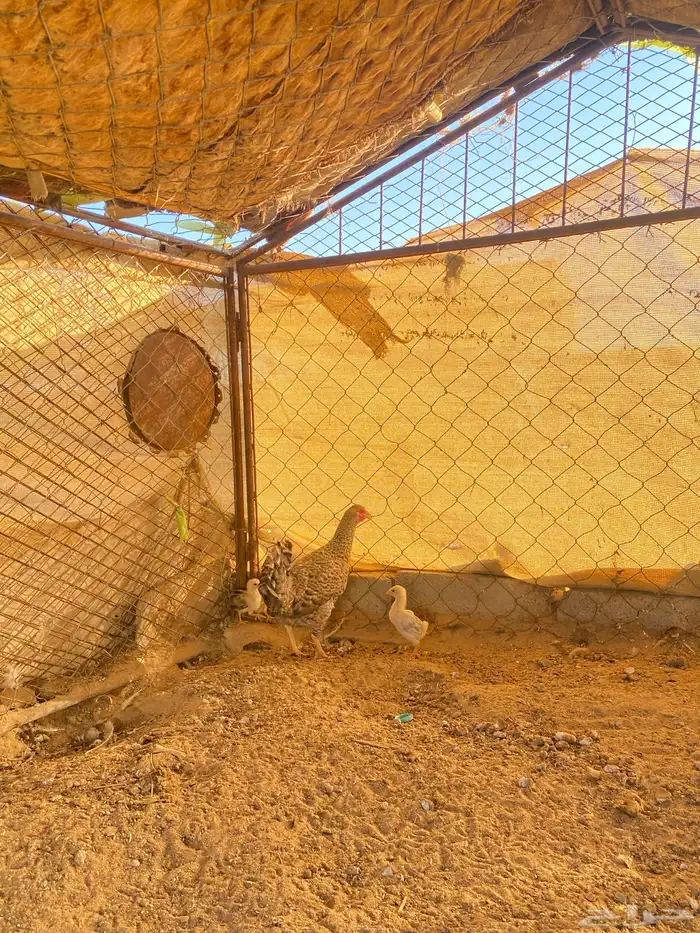 دجاجه بلديه مفرخه رقشا 2