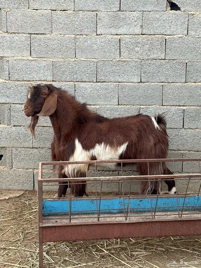 فحل عارضي مشرووط 1