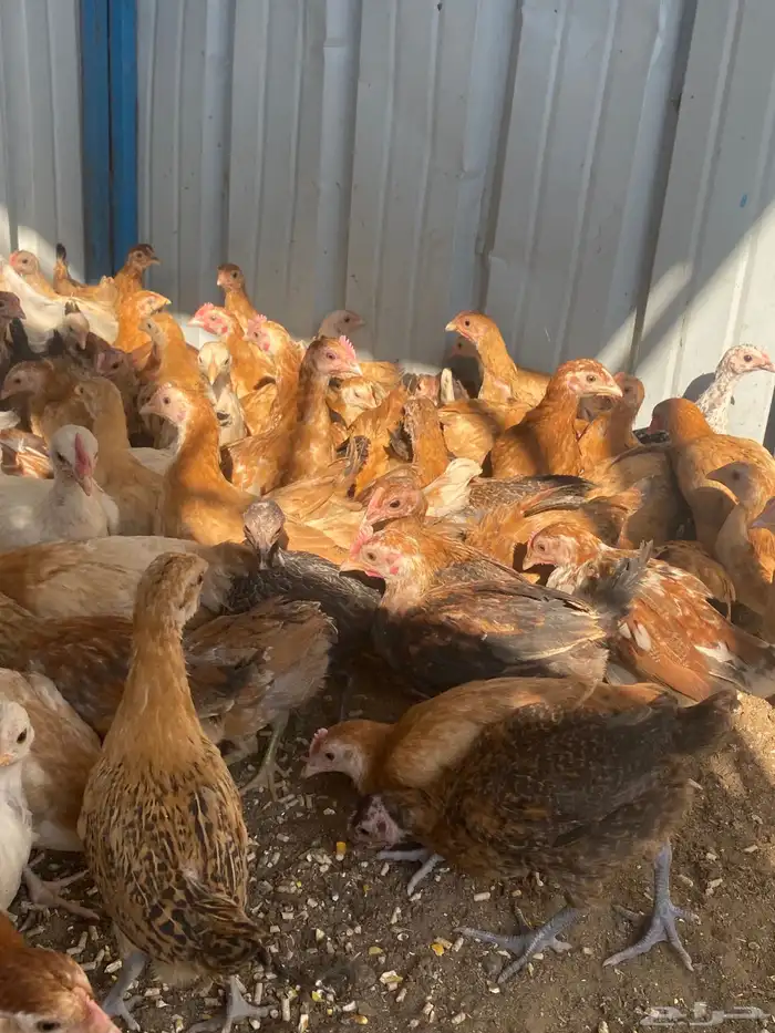 فراريج بلدي فواتح حمر 5