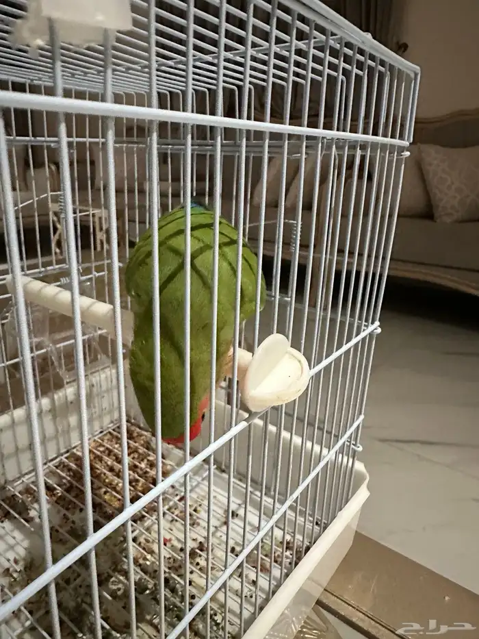 طائر روز ودود ولعوب 0