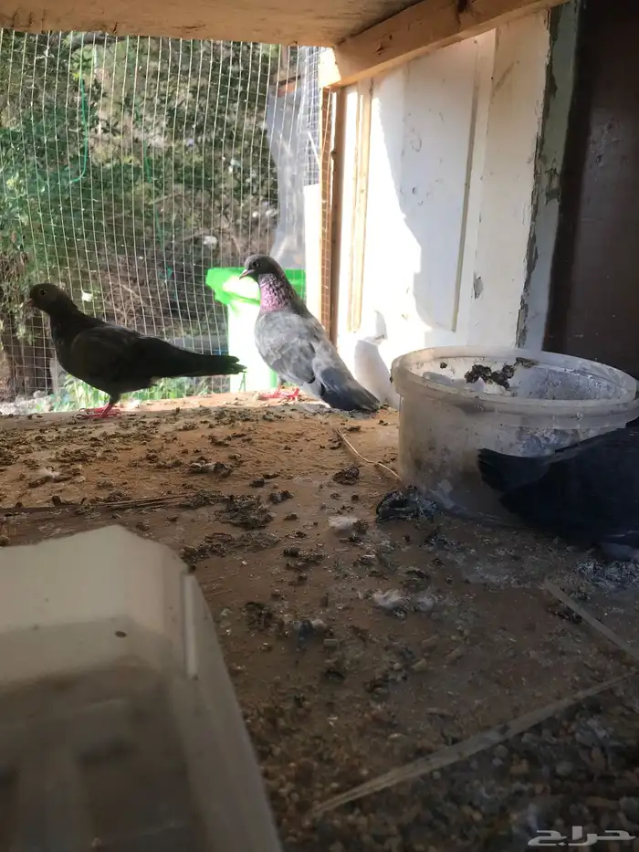 صنعاني اصيل شيبه وصوت ناعم وحجم صغير 39