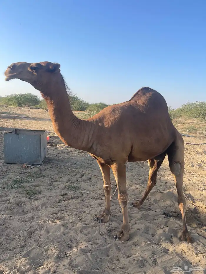 بعير ساحلي عتودي 0