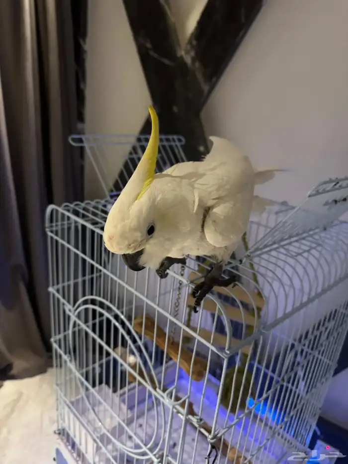 بغبغاء كوكاتو للبيع 2