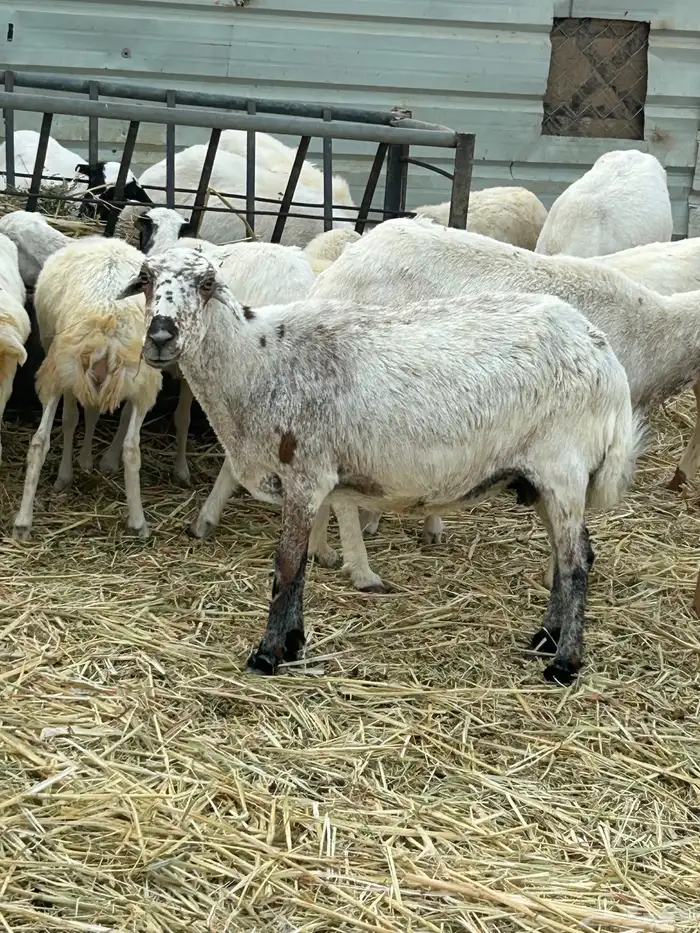 حايل للبيع الموقع الخرج 5