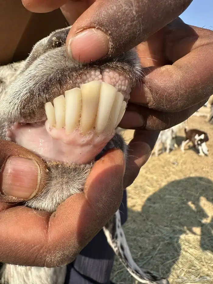 معزا عنز عوارض حبش مقاني متابيع وليد خلفات 6