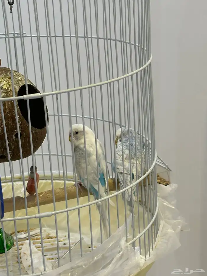 كناري الحب للبيع 1