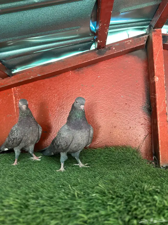 طبه صنعاني 2