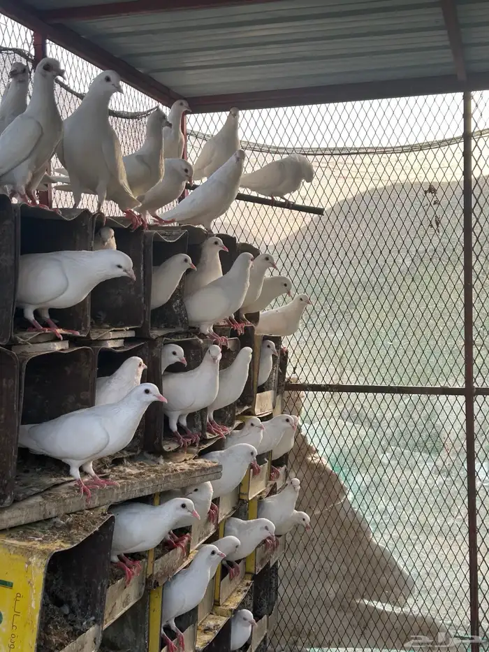 حمام فرنسي سوبر 13