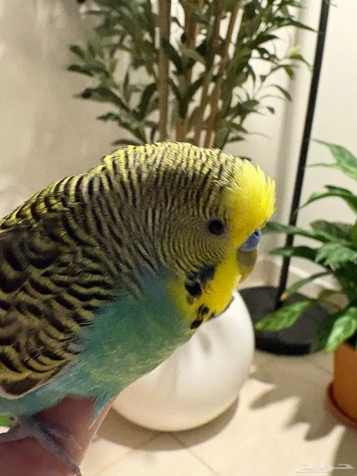 ذكر بادجي للبيع 2