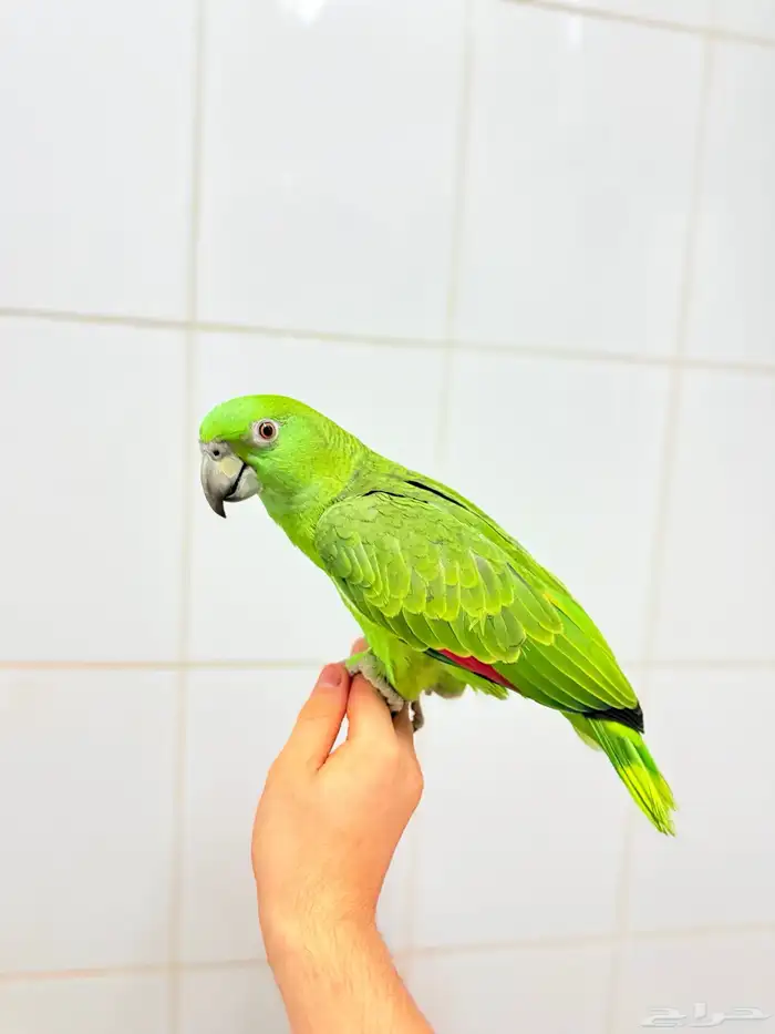 فرخ يلوناب بيور اليف ولعوب وهدد 3