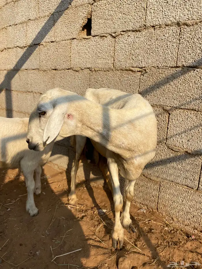 ولدها رخل ذبيحه بعمر ثلاثه اشهر ونص 2