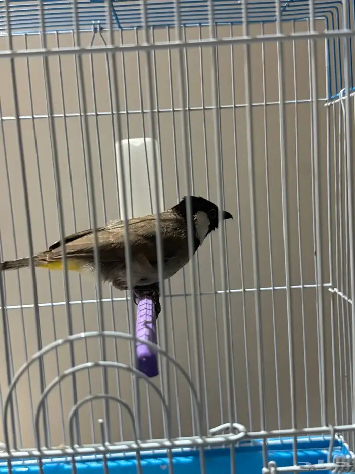 حسون مغرد وبلابل كشميري مغرد وبلابل عايديه تغرد وجوز بادجي 0