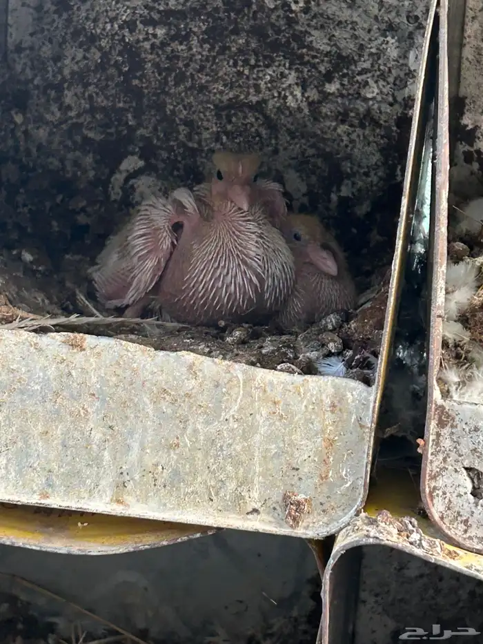 حمام فرنسي سوبر 3