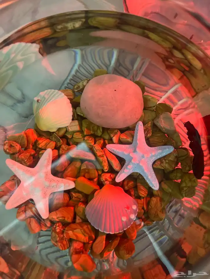 سمكه الفايتر 3