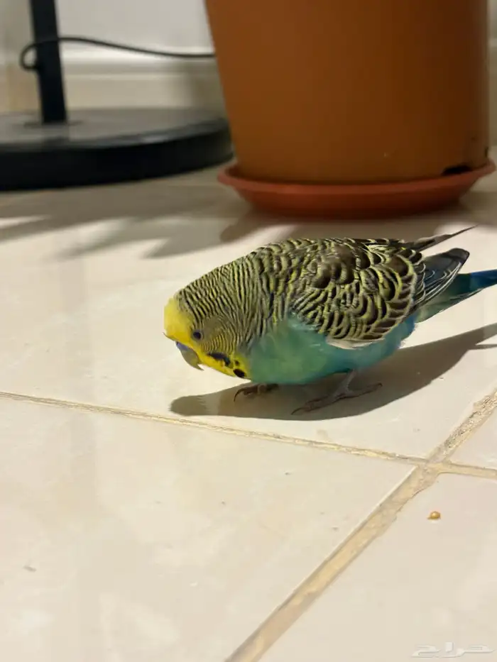 ذكر بادجي للبيع 1