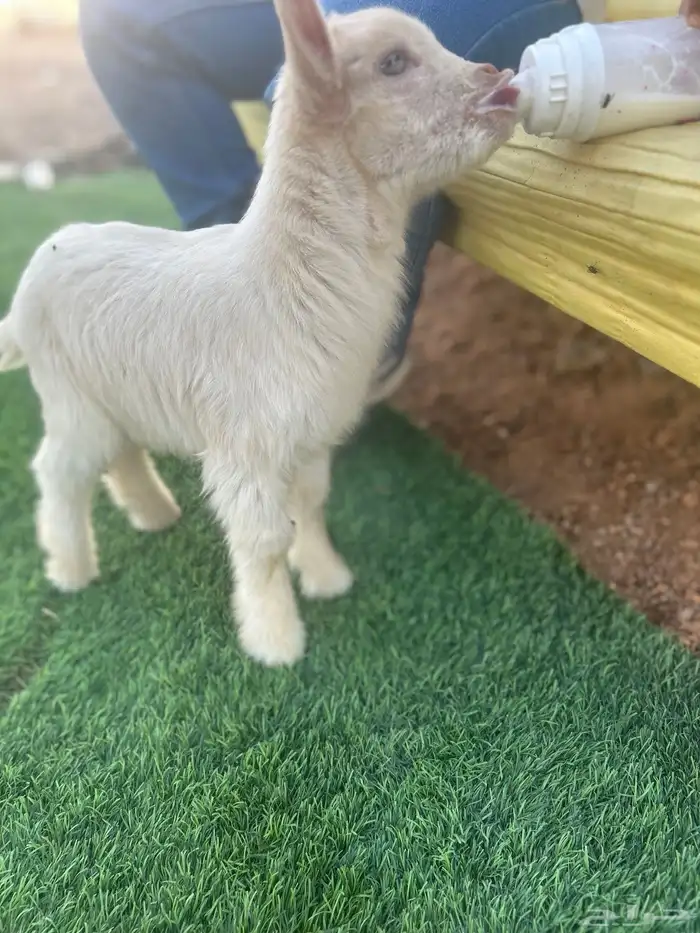 تيس قزمي للبيع 6