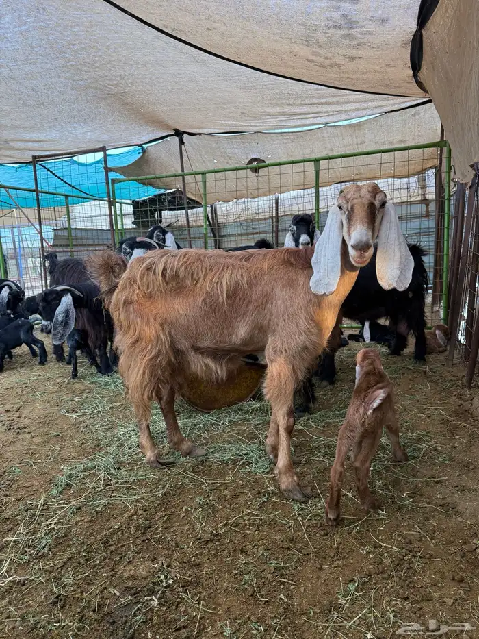 ماعز عوارض مواليد 1