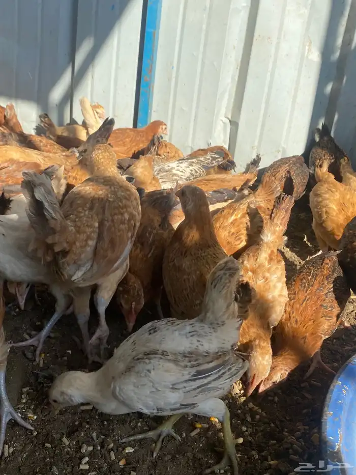 فراريج بلدي فواتح حمر 11