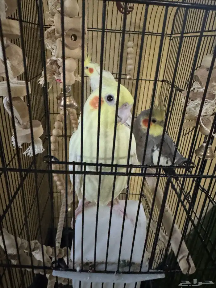 طيور كروان 1