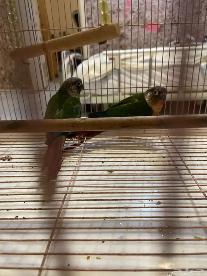 كنيور زوج منتج للبيع 0