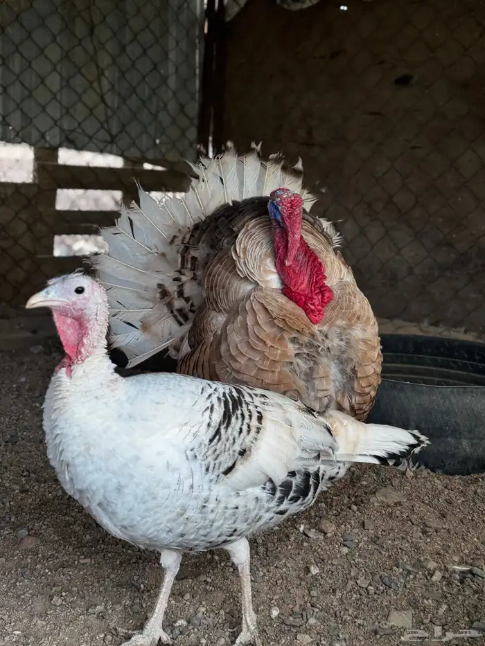 دجاج رومي منتج بياض 2