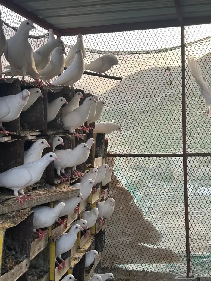 حمام فرنسي سوبر 12