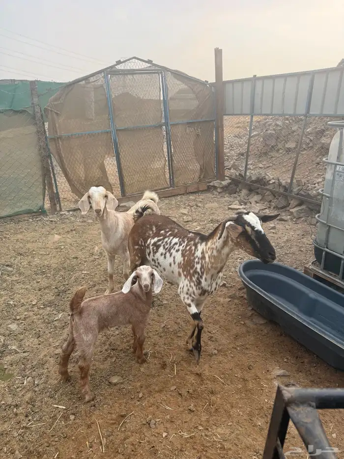 عرض وبيع عنز يتبعها جفرتين 2