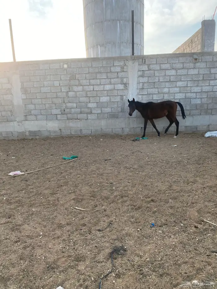 خيل للبيع 5