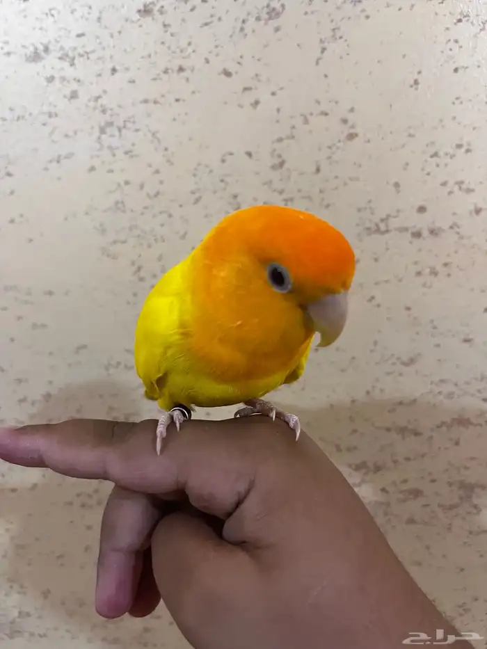 عصفورين روز السعر 500 مع القفص 5