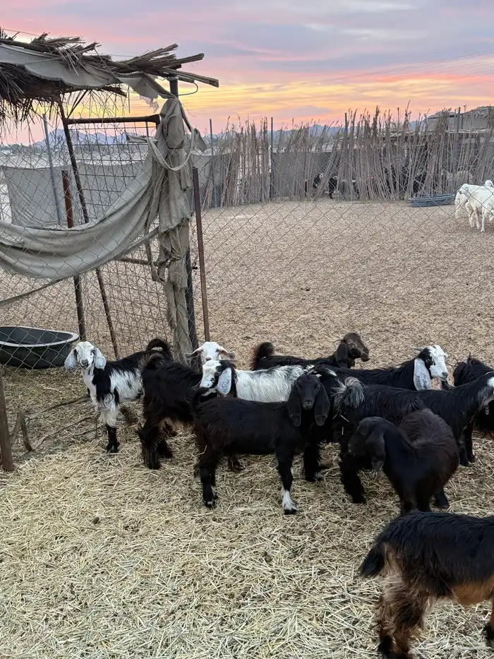 تيوس وجفار 2