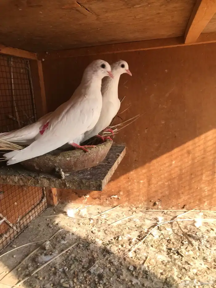 صنعاني اصيل شيبه وصوت ناعم وحجم صغير 10