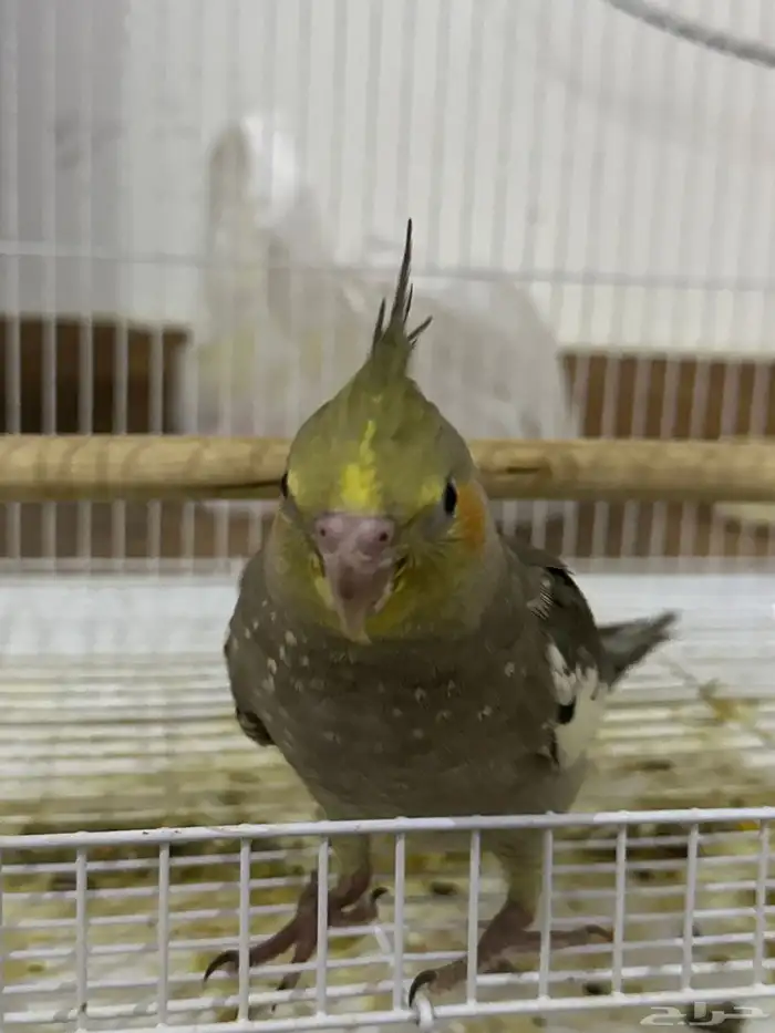 طيور كروان أليفة جدا العمر ما يقارب شهر ونص إلى شهرين 3