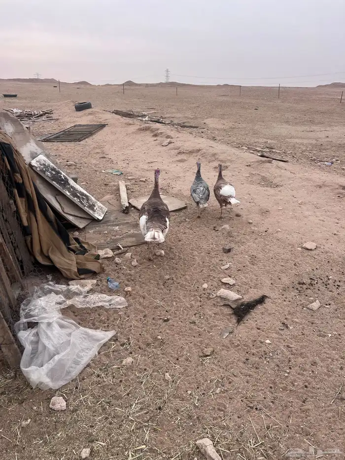 للبيع دجاج وديك رومي 1