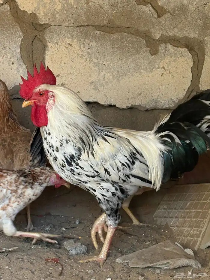 دجاج وديوك 0