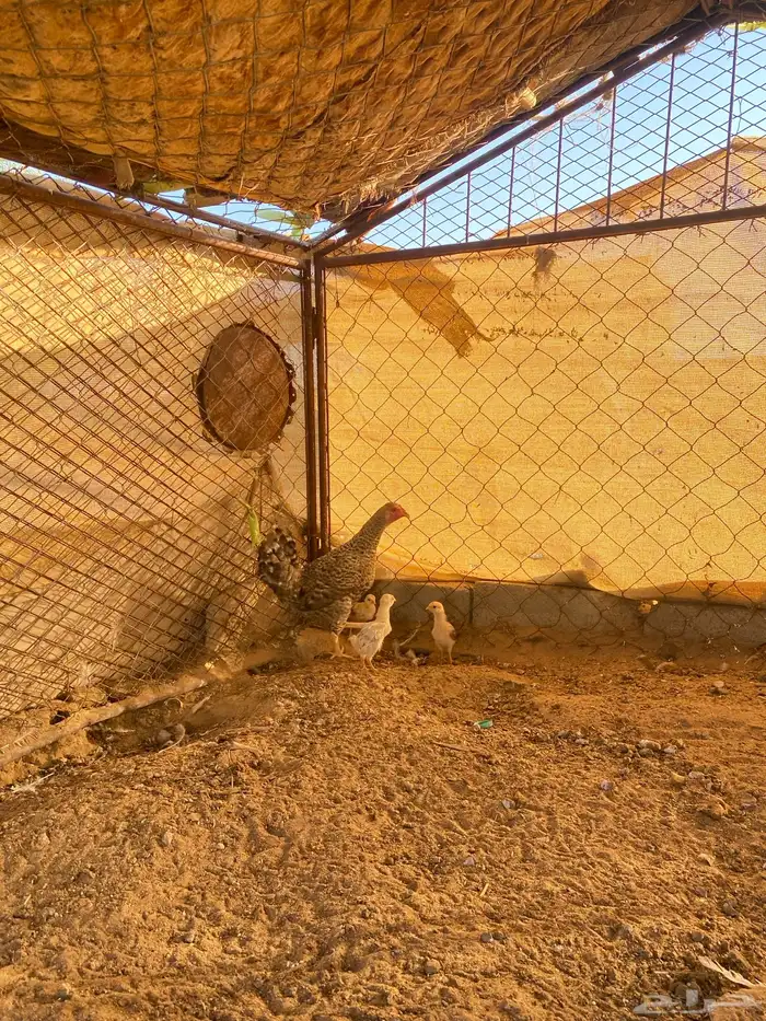 دجاجه بلديه مفرخه رقشا 4